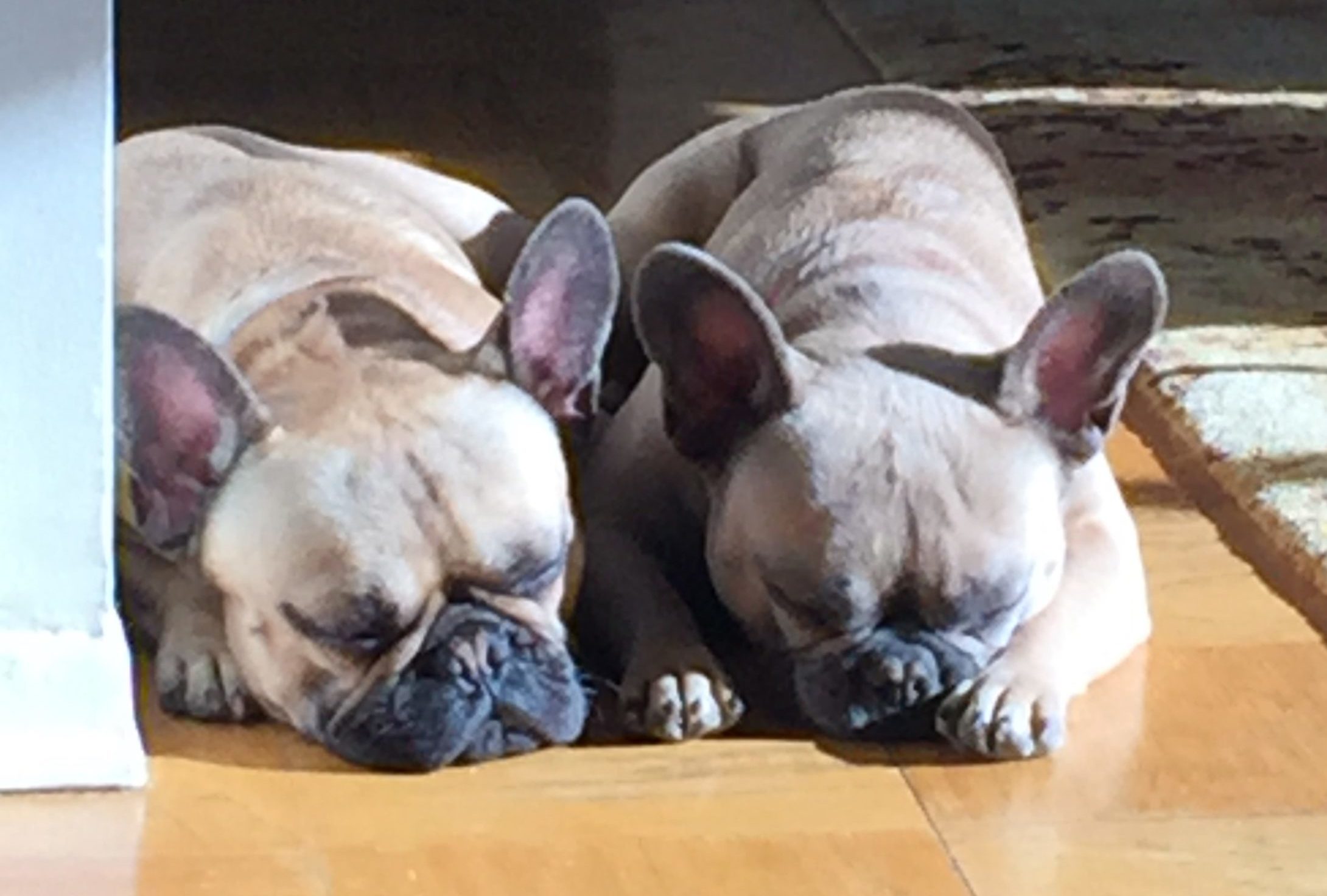 the pups the pups